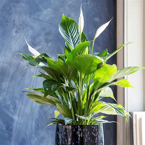 Einblatt Spathiphyllum Pflege Standort Mehr Intratuin