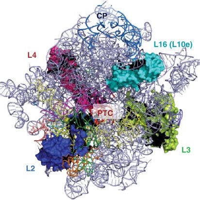 Crown view of the large ribosomal subunit. Ribosomal proteins L2, L3,... | Download Scientific ...