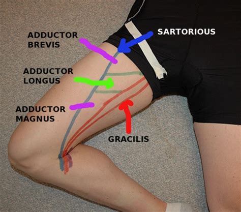 Athletes Training Athletes Adductors Groin