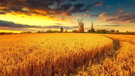 Windmill on Wheat Field at Sunset (2560x1440) Resolution Wallpaper Field Wallpaper, Hd Wallpaper ...