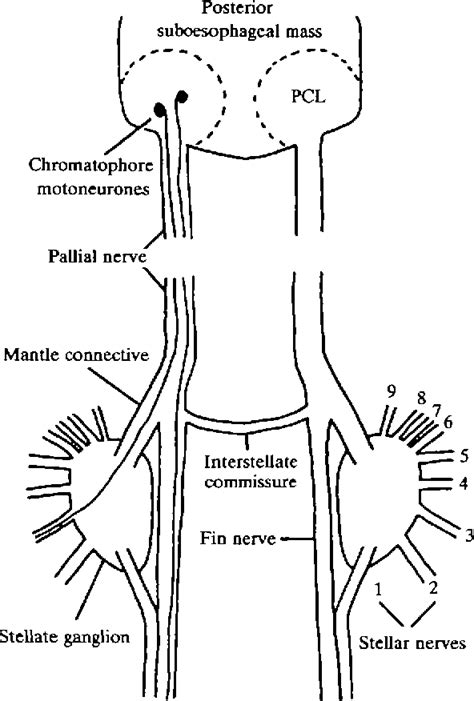 Octopus Chromatophores Diagram