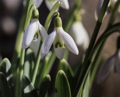 Schneeglöckchen Blüte Frühling Kostenloses Foto auf Pixabay Pixabay