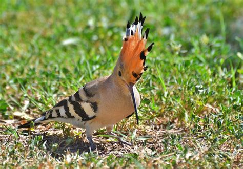 HOOPOE BIRD AFRICAN HOOPOE BIRD CHARACTERISTICS The Africa Flickr