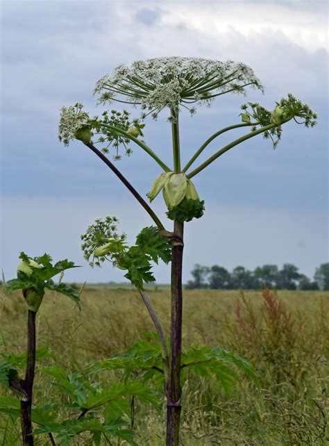 Giant Hogweed Horror Plant Causes 3rd Degree Burns Blindness Spreads In Upstate Ny Hubpages