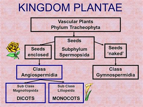 Kingdom Plantae Chart