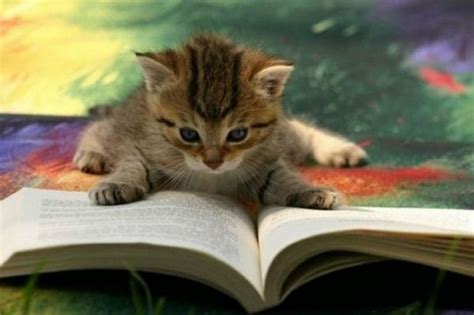 10 Absolutely Adorable Animals Reading Books - AmReading