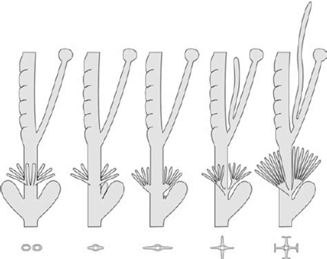 Schematic Representation Of The Evolution Of Part Of The Reproductive