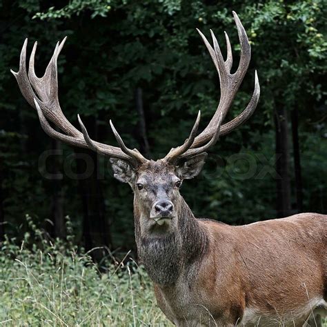 Adult Male Red Deer With Big Antlers In Stock Photo Colourbox