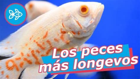 Cuánto tiempo viven los peces de agua fría en tu acuario