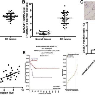 Lin A And Malat Levels Are Upregulated And Positively Correlated In