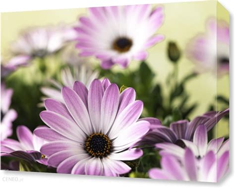 Zakito Posters Obraz X Cm Kwiaty Osteospermum Assaf Frank Opinie I