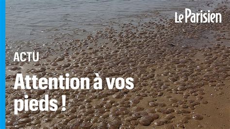 Spectaculaire Invasion De M Duses Sur Les Plages De Vend E Et De