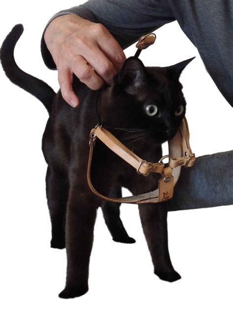 How to Put on and Adjust the OutBound Cat Harness™ - Cat About - Cat About