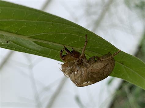 Exoskeleton ID help : r/insects