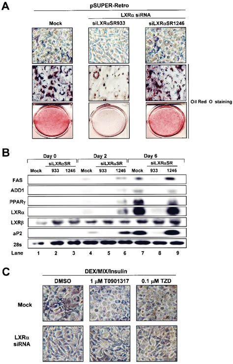 Effect Of Lxr Knockdown By Sirna During Adipogenesis 3t3 L1 Cells Were