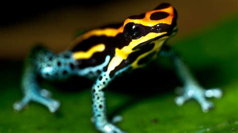 Animals amphibians poison dart frogs wallpaper | (18850)