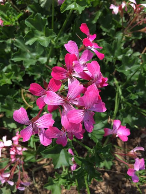 Pelargonium Peltatum Cascade Acapulco Compact PictureThis