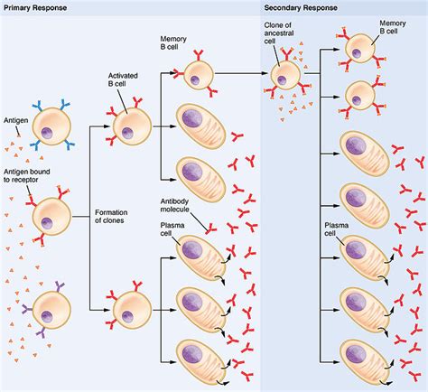 Difference Between Primary And Secondary Immune Response Primary Vs