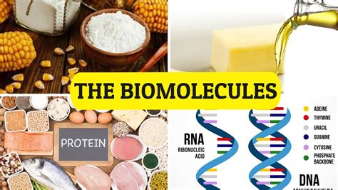 Biomolecules Structure And Function