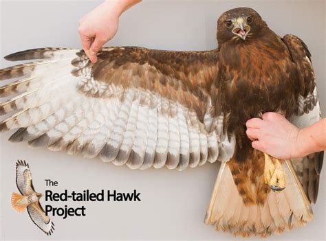 The Red Tailed Hawk Project Vermont Institute Of Natural Science