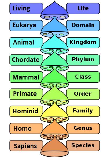 Human Taxonomy Chart