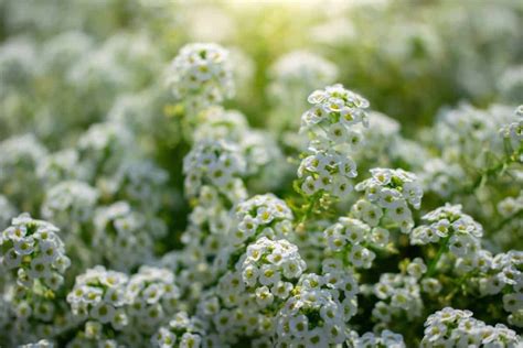 How To Plant Grow And Care For Sweet Alyssum Thegrowingleaf