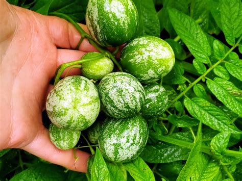 Tzimbalo Melon Pear Seeds (Certified Organic) | Garden Hoard – Certified Organic Heirloom Seeds ...