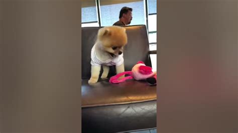 Jiffpom 004 Jiffpom💗 Jiffpom Official Tiktok Youtube