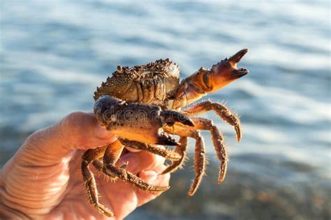 783 Human Crab Stock Photos Free Royalty Free Stock Photos From