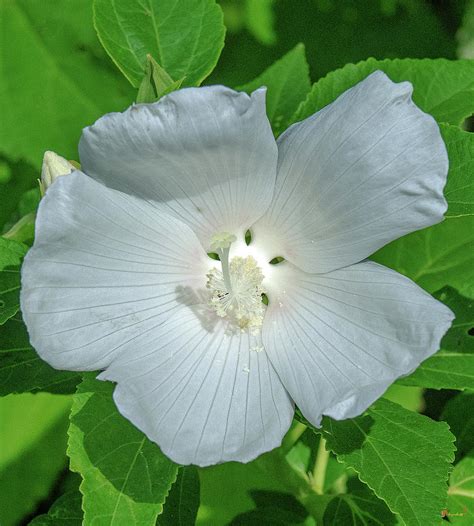 Very Rare Almost All White Crimson Eyed Rosemallow Dfl0996 Photograph By Gerry Gantt Pixels