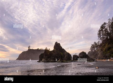 Sea stacks at Ruby Beach, Olympic National Park, Washington Stock Photo ...