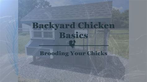 Backyard Chicken Basics Brooding Your Chicks Youtube