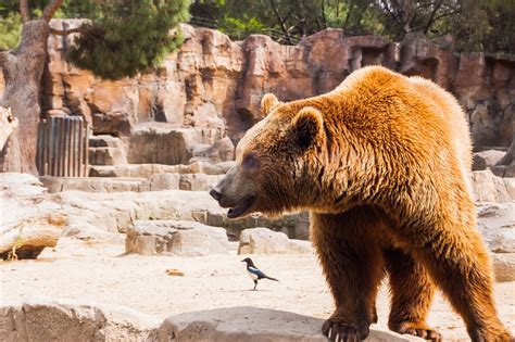 Free Images Nature Bird Wildlife Zoo Mammal Fauna Brown Bear