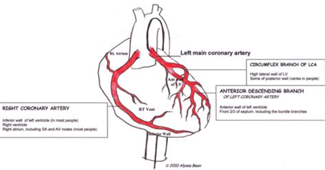 Coronary Circulation In Disease Flashcards Quizlet