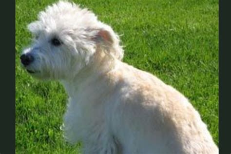 Westie Poodle Mix (Westiepoo): 3 Pros & 3 Cons