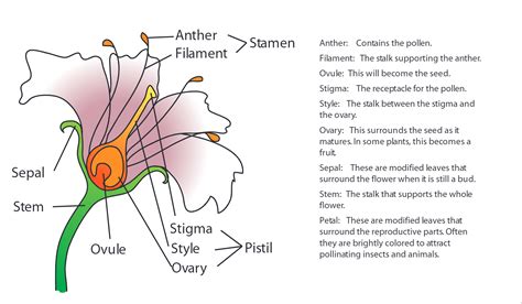 Flower Anatomy – Camp Joy