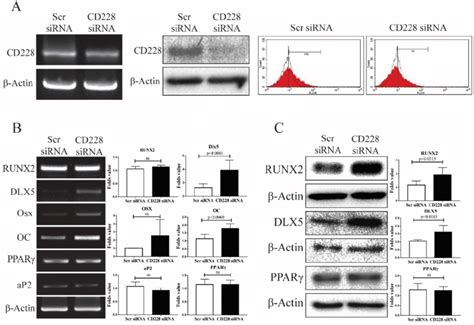 Expression Of Osteogenesis Or Adipogenesis Related Markers After Cd