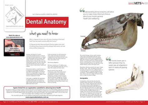 Equine Dental Anatomy - Part 2 | Equine Dental Vets | Global