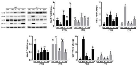 Biomolecules Free Full Text O Glcnac Mediated Regulation Of