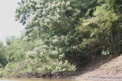 Riverbank of Agusan Marsh Wildlife Sanctuary - Agusan Marsh Wildlife Sanctuary — Google Arts ...