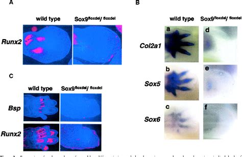 Figure From The Transcription Factor Sox Has Essential Roles In