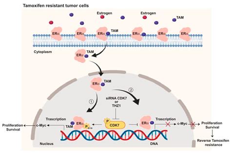 IJMS Free Full Text Blockade Of CDK7 Reverses Endocrine Therapy