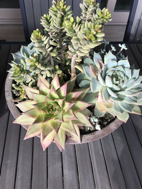 Pin By Moody Blooms On Moody Blooms Succulents Echeveria Plants