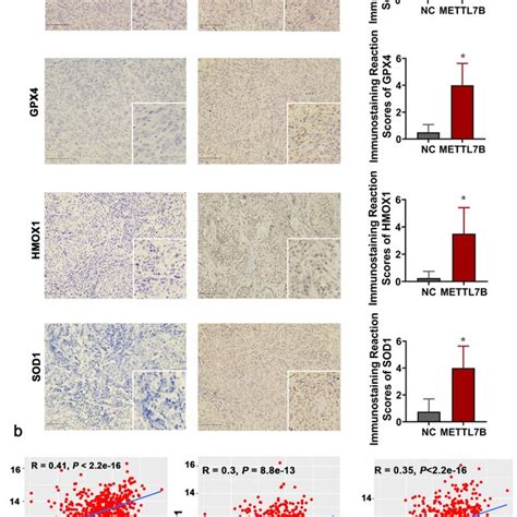 The Expression Of Mettl B Was Positively Correlated With Gpx Sod And