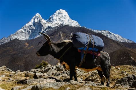 Premium Photo Yak In Nepal