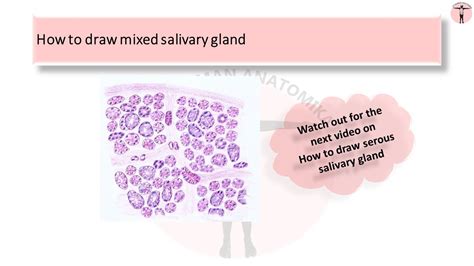 How To Draw Mixed Salivary Gland Youtube