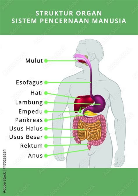 Vettoriale Stock Anatomi Sistem Pencernaan Manusia Adobe Stock