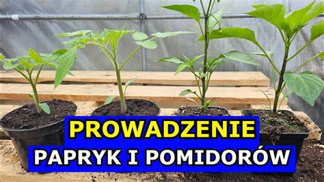 Prowadzenie Papryk I Pomidor W Uprawa Z Rozsady Usuwanie Kwiat W