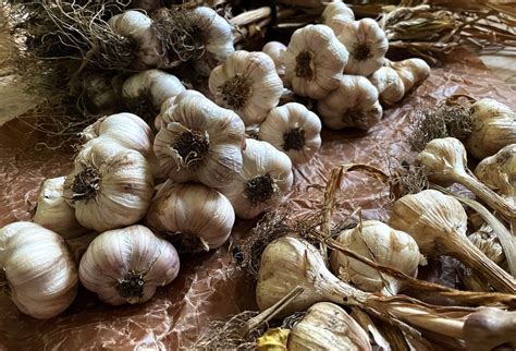 How To Store Garlic Indoors Sara S Kitchen Garden