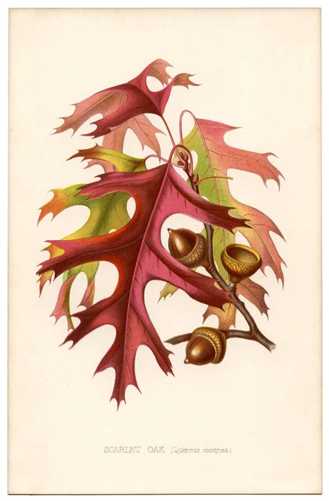 Fall Leaves Vintage Printable - Gorgeous! - The Graphics Fairy